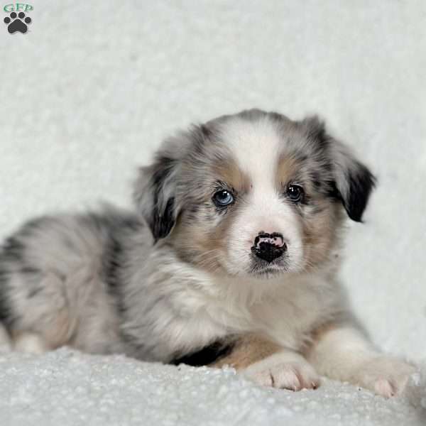 Archer, Miniature Australian Shepherd Puppy